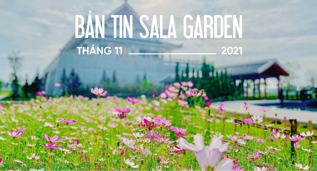 Bản tin sala garden tháng 11-2021